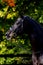 Portrait of black dressage sport horse