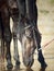 Portrait of black drinking horse from river