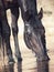 Portrait of black drinking horse in water