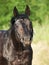 Portrait of black drinking horse in water