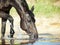 Portrait of black drinking horse in water