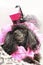 Portrait of a black dwarf poodle in a fashionable pink suit with a hat on his head