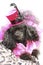 Portrait of a black dwarf poodle in a fashionable pink suit with a hat on his head
