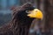 Portrait of a black eagle