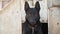 Portrait of a black East-European shepherd. Beautiful dog sitting near the box and protects the house