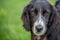 Portrait of a black english setter mix