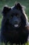 Portrait of black Eurasian dog