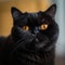 Portrait of a black Exotic Shorthair cat sitting in a light room beside a window. Closeup face of a beautiful Exotic Shorthair cat