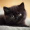 Portrait of a black Exotic Shorthair kitten lying on sofa beside a window in a light room. Cute Exotic Shorthair kitty at home.