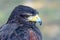 Portrait of a black falcon