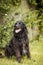 Portrait of black flat coated retriever in the nature