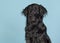 Portrait of a black flatcoat retriever dog looking away to the l