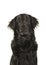 Portrait of a black flatcoat retriever dog looking up isolated