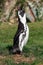 Portrait of a black footed penguin