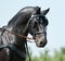 Portrait black friesian horse carriage driving