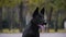 Portrait of a black German shepherd dog on a blurred background. Close up of a dog`s muzzle, steam comes out of an open