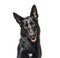 Portrait of a black german Shepherd panting and looking at the camera