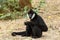 Portrait of black gibbon white-cheeked gibbon sitting and finding the food