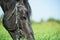 portrait of black grazing horse in the green field. close up