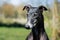 Portrait of a black Greyhound