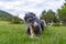 Portrait of a black greyhound biting a stick in the meadow