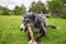 Portrait of a black greyhound biting a stick in the meadow