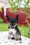 Portrait of black hairless puppy breed chinese crested dog sitting on the table on summer day.