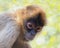 Portrait of a Black Handed Spider Monkey