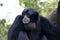 Portrait of a black howling monkey in tree