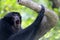 Portrait of a black howling monkey in tree