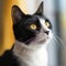 Portrait of a black Japanese Bobtail cat sitting in a light room beside window. Closeup face of a beautiful Japanese Bobtail cat