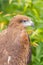 The portrait of Black kite bird