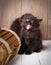 Portrait of a black Kurilian Bobtail kitten near a wooden box.