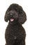 Portrait of a black labradoodle dog looking away on a white background in a vertical image