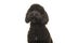 Portrait of a black labradoodle dog looking at the camera on a white background
