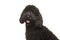 Portrait of a black labradoodle dog looking at the camera on a white background seen from the side