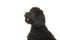 Portrait of a black labradoodle dog looking up on a white background seen from the side