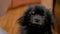 Portrait of black little pomeranian spitz dog