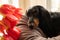 Portrait of black longhaired dachshund lying down on couch with red tulips. Small beautiful wiener dog at home