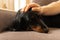 Portrait of black longhaired dachshund with man hand on a head. Small dog close up lying on couch at home