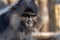 Portrait of a Black Mangabey, Lophocebus aterrimus, is a large agile monkey