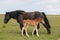 Portrait of black mare with her baby foal