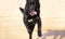 Portrait of black mastiff dog running fiercely toward the camera