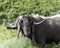 Portrait of a black old goat looking at the camera. Anglo Nubian breed of domestic goat