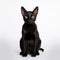 Portrait of a black oriental cat on a white background