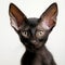 Portrait of a black Oriental Shorthair kitten looking at the camera. Closeup face of a cute kitty on white background. Portrait of