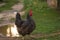 Portrait of the black orpington chicken hen on the grass hen nibbling on the green grass in the garden gallus domesticus bird