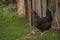 Portrait of the black orpington chicken hen on the grass hen nibbling on the green grass in the garden gallus domesticus bird