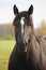 Portrait of black percheron in autumn