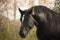 Portrait of black percheron in autumn